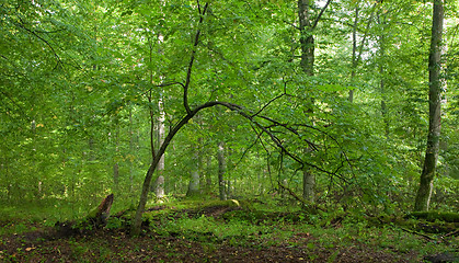 Image showing Summertime lush foliage of deciduous stand