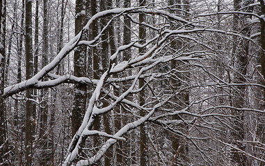 Image showing Alder tree branches snow wrapped