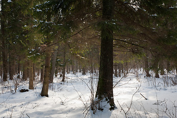 Image showing Natural coniferous stand in winter