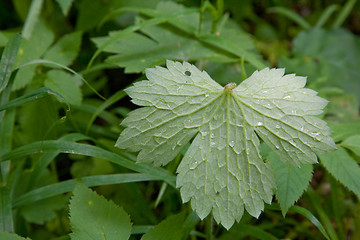 Image showing Reverse side of plant leaf 