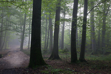 Image showing Oak and hornbeam trees against light of morning