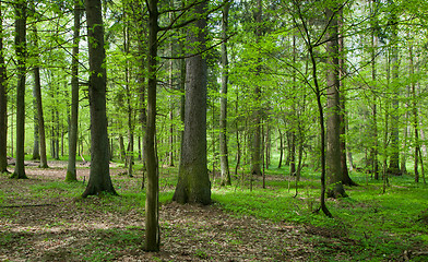 Image showing Early spring morning in mixed stand