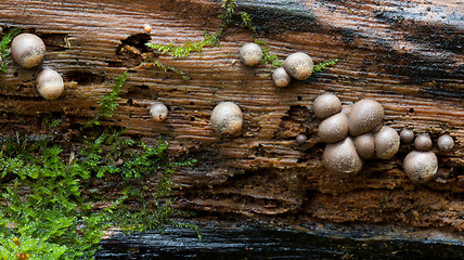 Image showing Old tree trunk moss with some fungus