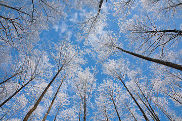 Image showing Alder tree crowns snow wrapped against blue sky