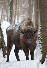 Image showing European bison bull in winter