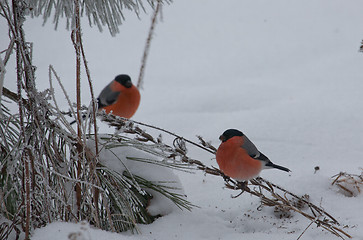 Image showing Pair of Bullfinch male sitting