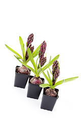 Image showing hyacinth buds