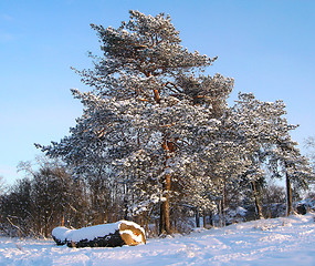 Image showing Winter in City Park