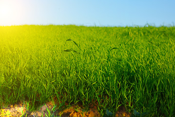 Image showing field and sun