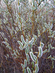 Image showing Pussy-Willow