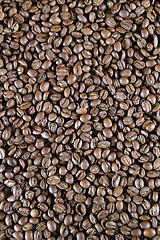 Image showing Light Roast Beans