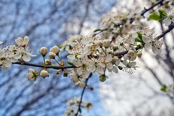 Image showing flowering tree