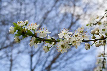 Image showing flowering tree