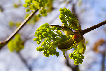 Image showing trees