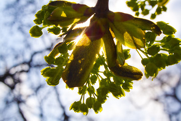 Image showing trees