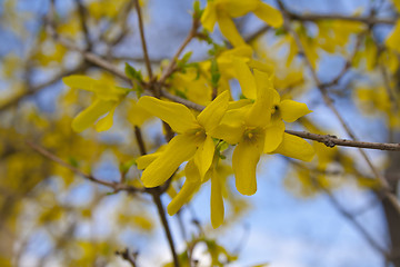 Image showing yellow flower,