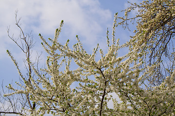 Image showing flowering tree
