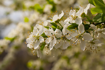 Image showing flowering tree