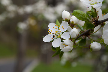 Image showing flowering tree