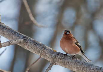 Image showing male chaffinch