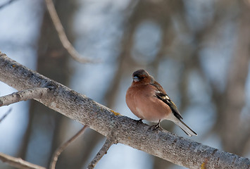 Image showing chaffinch