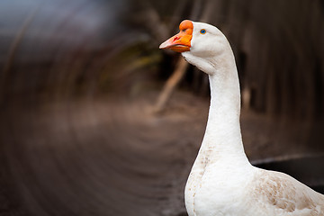 Image showing white goose