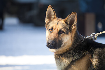 Image showing Guard dog