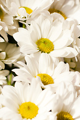 Image showing Camomile flowers
