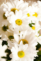 Image showing Camomile flowers