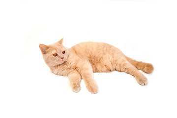 Image showing Red cat