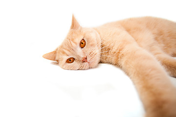 Image showing Red cat