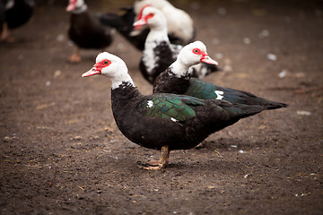 Image showing Ducks of special breed