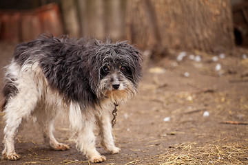 Image showing Old watchdog