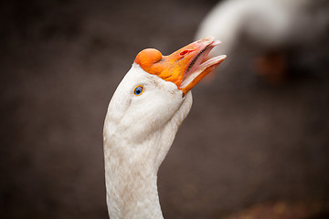 Image showing white goose