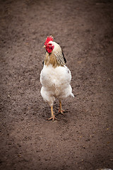 Image showing Young white cock
