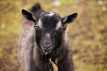 Image showing Black goat