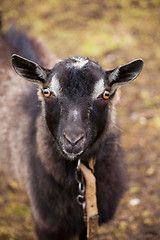 Image showing Black goat