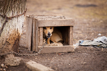 Image showing Old watchdog