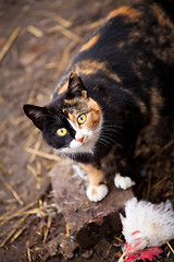 Image showing cat has eaten a white hen