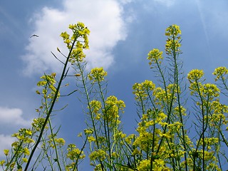 Image showing Canola close-up