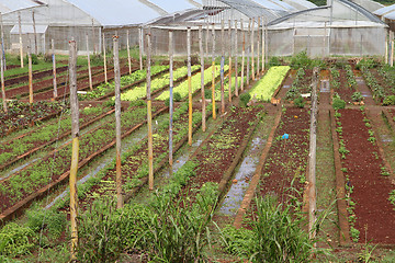 Image showing Agriculture in Cuba