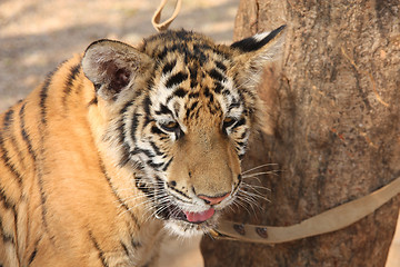 Image showing Tiger cub