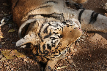 Image showing Tiger cub