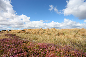 Image showing Heath in New Zealand