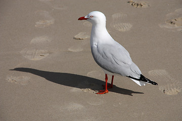 Image showing Silver gull