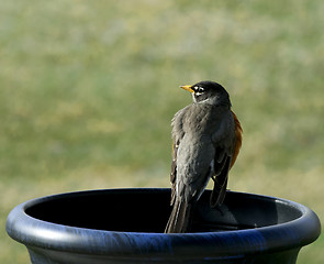 Image showing First Robin of Spring