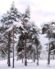 Image showing Winter in City Park