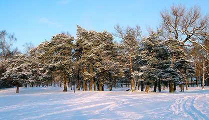 Image showing Winter in City Park