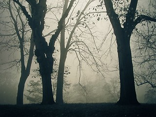 Image showing A foggy day in the park. Analog capture - silvergrains to be seen.