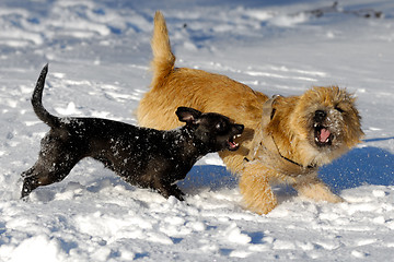 Image showing fighting dogs